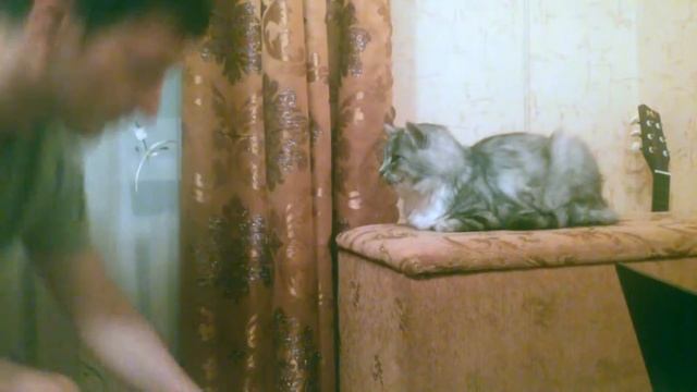 РЕАКЦИЯ КОТА НА КОКА-КОЛУ смотреть онлайн