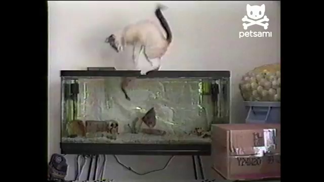 Рыбы охотятся на кота смотреть онлайн
