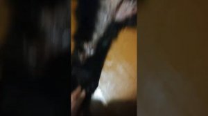 снятие головы и лап со шкуры медведя