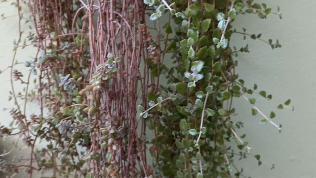 Colar-de-esmeraldas | Pillow Plant, String of Pillows | [Plectranthus prostratus] смотреть онлайн