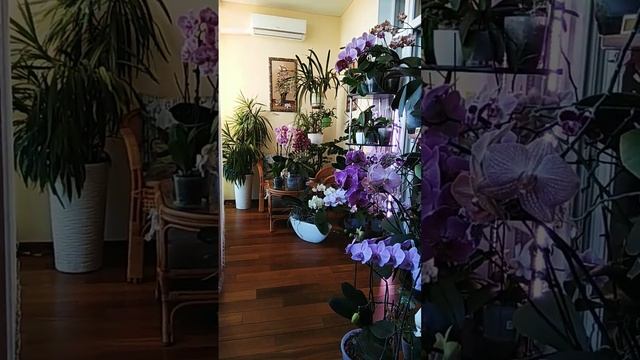зимний сад в орхидеях#чумовые орхидеи#уютные орхидеи смотреть онлайн