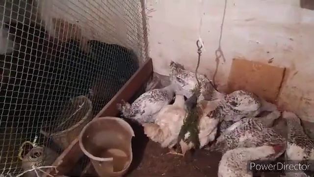 чем нужно кормить кур! не несутся куры? тепло в курятнике без отопления? Agriculture village life смотреть онлайн