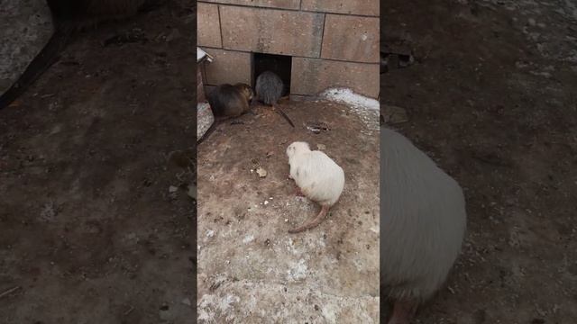 Белый лебедь гоняет нутрий #animals #белыйлебедь смотреть онлайн