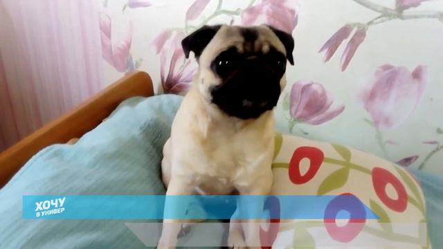 Что думают животные о нашем постоянном пребывании дома?