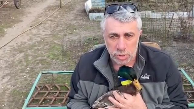 Боевые утки Украины))) смотреть онлайн