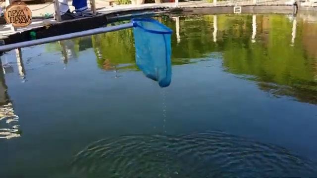 ЗМЕЯ в пруду//Плавательный пруд своими руками смотреть онлайн