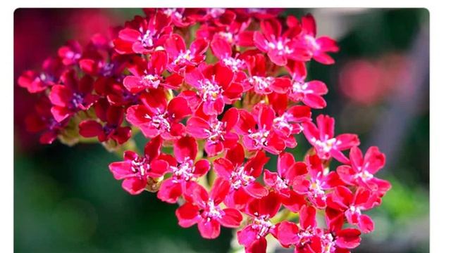 Тысячелистник красный (achillea millefolium red seeds) смотреть онлайн