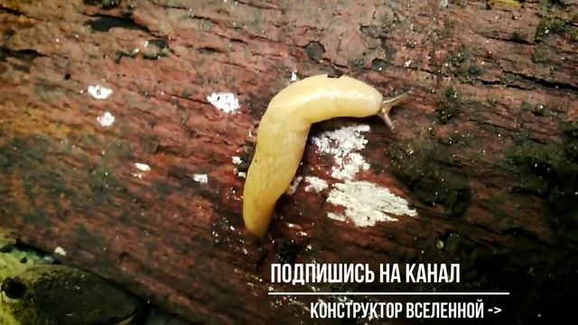 10 ужасно МЕДЛЕННЫХ и ЛЕНИВЫХ животных, которые никуда не спешат смотреть онлайн