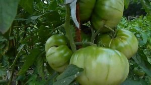 Томат Король ананас.