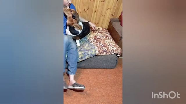 Как я стригу когти своим собакам./How I cut the claws of my dogs. смотреть онлайн