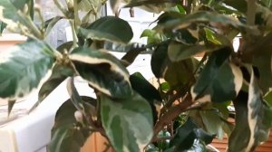 Лимон вариегатный Эврика Пинк.