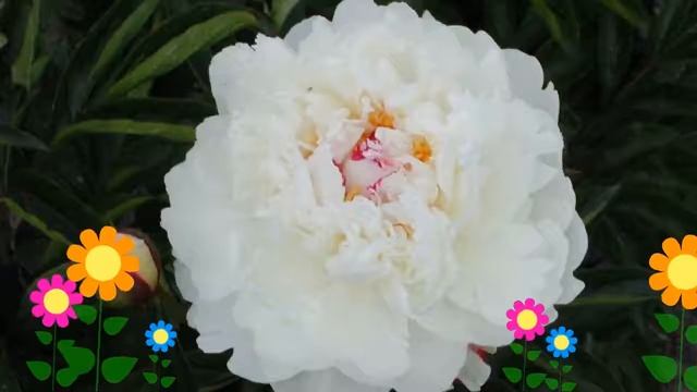 Пион молочноцветковый Курон Д?ор. Краткий обзор, описание характеристик, где купить саженцы смотреть онлайн