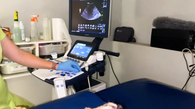 У маленького львёнка ПОЛОМАНЫ ВСЕ РЁБРА! Непонятно, ЗА ЧТО с ним так? Он СТОЛЬКО натерпелся..(( смотреть онлайн