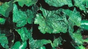 Сорт огурца Кустовой (самоопыляемый,тепличный)