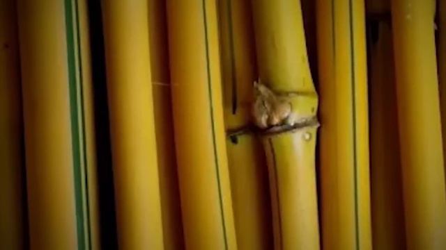 SELAMAT TINGGAL KUYANG MENGERIKAN!!! DIA NGAMUK PARAH, HAMPIR KABUR KETIKA DI BAKAR!!! смотреть онлайн