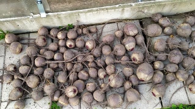 Баклажаны удивили, сидераты за или против, боремся с грызунами. смотреть онлайн