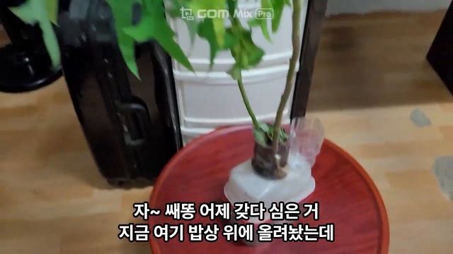 쌔똥(왕고들빼기) 키우기2 (348회) смотреть онлайн