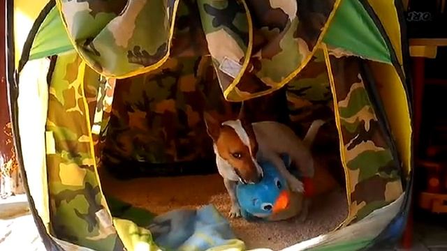 Джек Рассел Терьер Лика - супер собака! смотреть онлайн