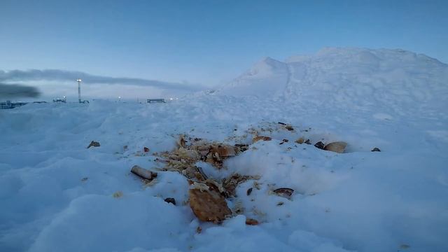 Песцы на ямале смотреть онлайн