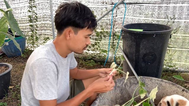 Alocasia Okinawa Silver แยกหน่อวนไปเยอะมาก