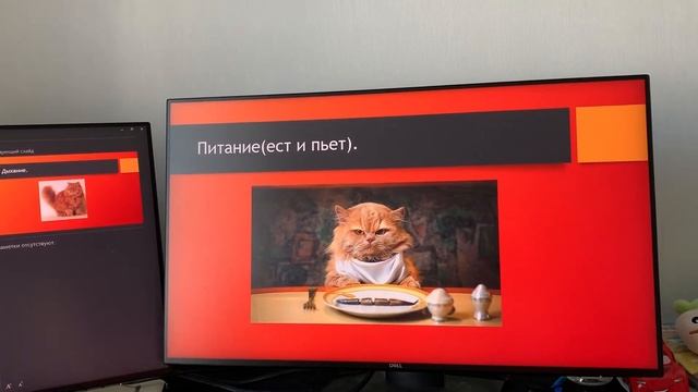 Кошка как объект живой природы. смотреть онлайн