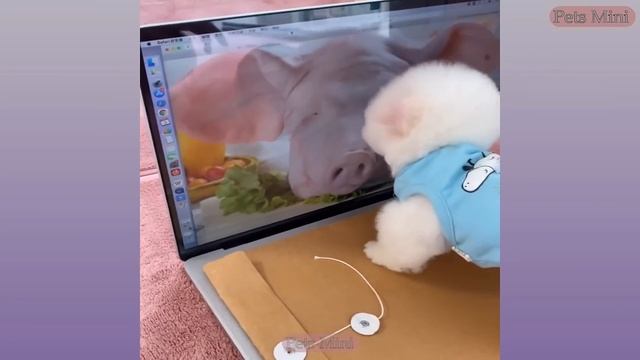 Funny and Cute Dog Pomeranian ??| Funny Puppy Videos #124 смотреть онлайн