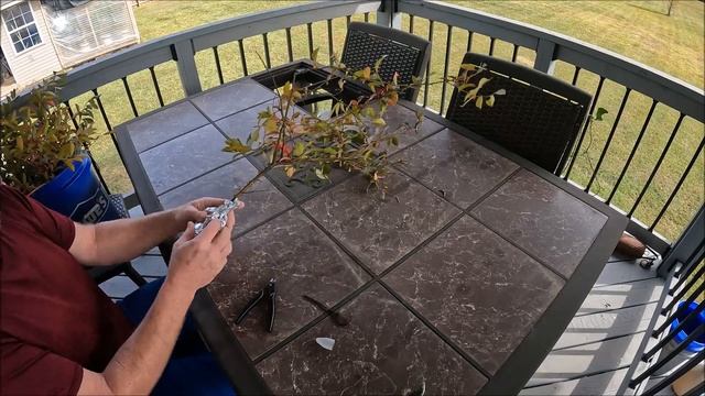 FAILURE! Air Layering Grape and Blueberry смотреть онлайн