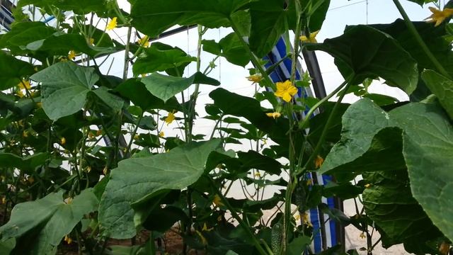 Директор(NUN55003) F1 партенокарпический огурец голландской селекции Nunhems смотреть онлайн