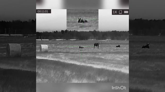 Юкон нордфорс. лось сеголеток смотреть онлайн