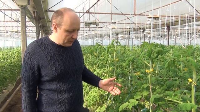 Начальное плодоношение розового томата Фенда F1 (07-02-2018) смотреть онлайн