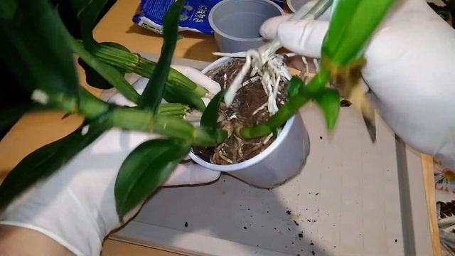 Отделение и посадка побега ДЕНДРОФАЛЕНОПСИСА. смотреть онлайн