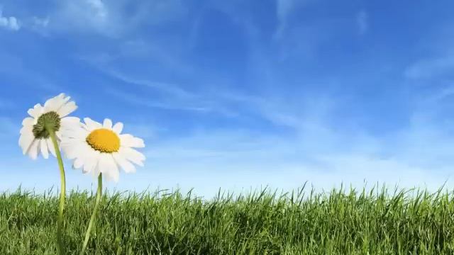 Rumbiņš - Lauzto Siržu Dziesma (ar Vārdiem)