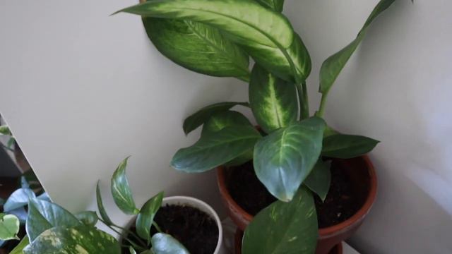 The BEST Plants For Your Bedroom 🌿  PLANT TOUR/COLLECTION PART 1!
