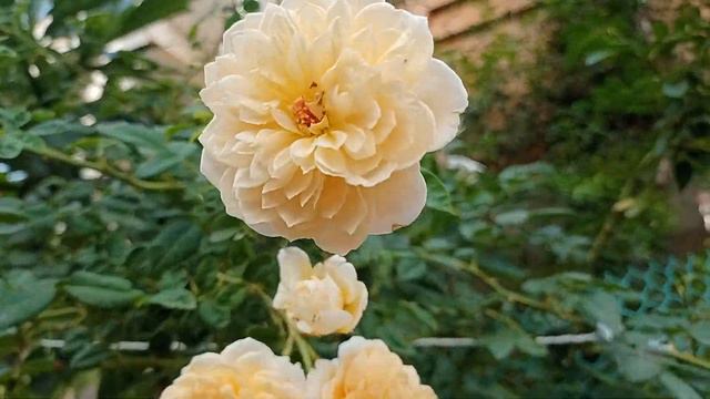 Climbing rose # Crown princess Margareta climbing rose # Devid Austin rose # India смотреть онлайн