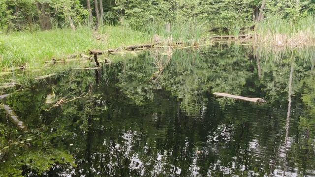 VID_20230616_132210 смотреть онлайн