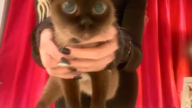 LONDONCATS APRIL VIRTUAL CAT SHOW MONTAGE смотреть онлайн