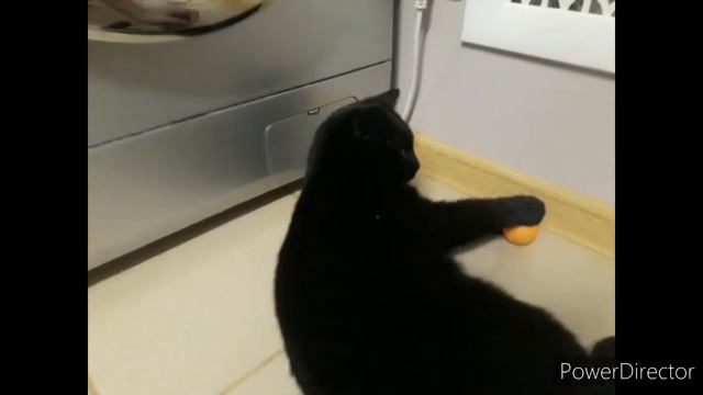 #приколскотом, #смешныекоты2020, #кошки, #прикол, #сидим_дома Киса и коша на шар . смотреть онлайн