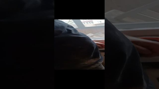 Мастер задалбался на Mymaster