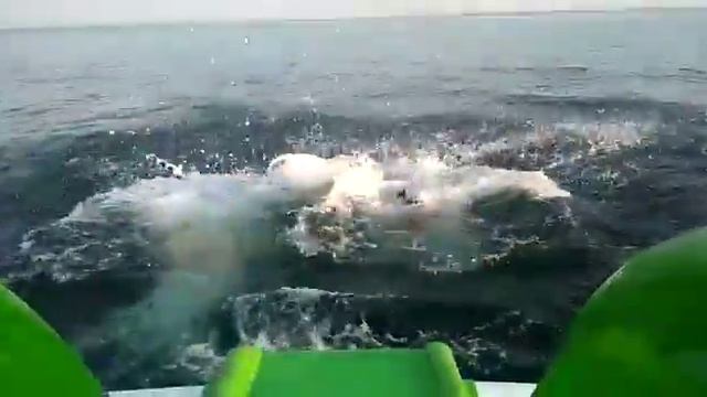 прыжок в море!!! смотреть онлайн