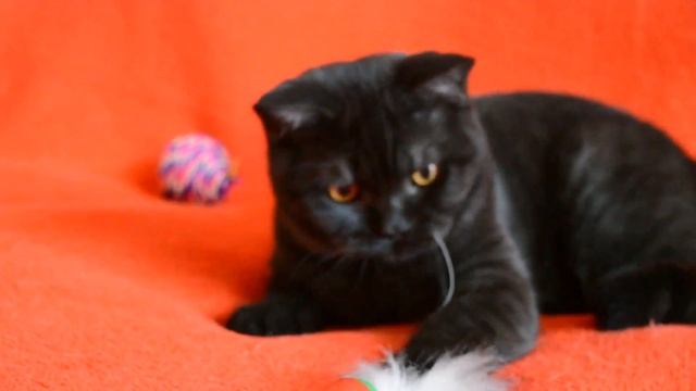 Выпускник Питомника - шотландский котик дымного окраса смотреть онлайн