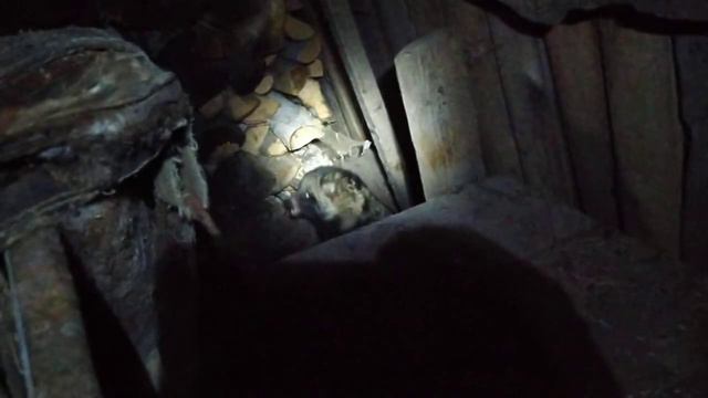 Енотовидная собака пришла в деревню. Схватка с псом. Енот жив, цел, орёл... Убежал💁♂️ смотреть онлайн