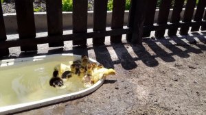 В каком Возрасте Утят Выпускать на Воду. Утиные Бега / Индоутка / Бассейн для уток