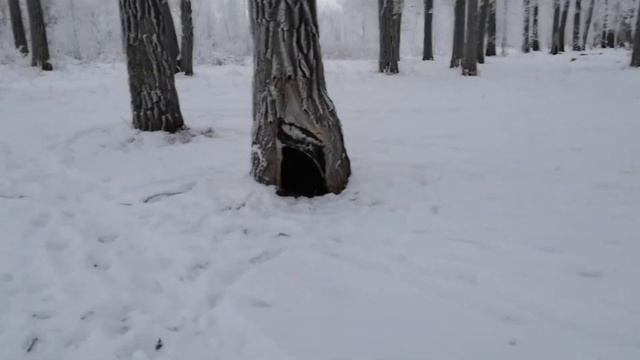 29.11. 2020 Город Нижневартовск. Остров Вампугольский. смотреть онлайн