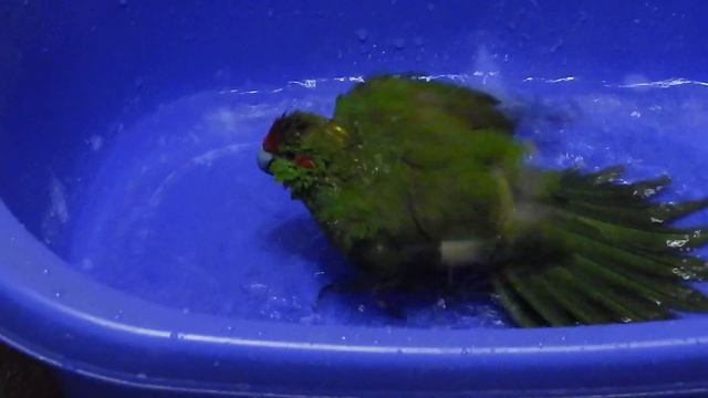Новозеландский попугай ( Тоша) смотреть онлайн