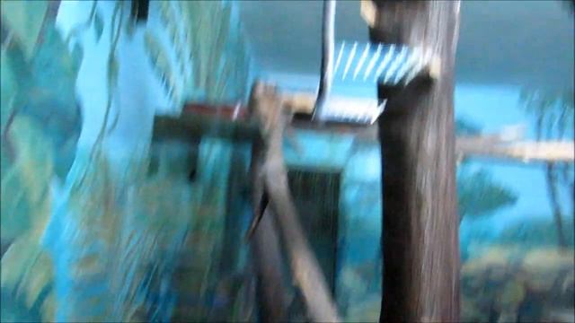 Зелёная мартышка и капский даман обедают 13.02.19 смотреть онлайн