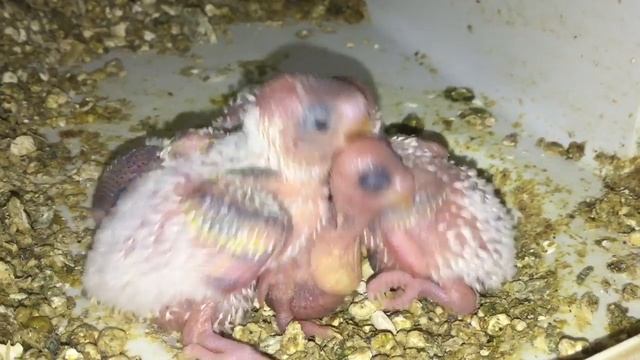 Baby Budgie/Parakeet Chicks(Lil Keekee And Bugles(Day 12)(Волнистых попугаев) смотреть онлайн