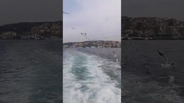 Стамбул, босфор #istanbul #travel #стамбул #босфор #чайки #море