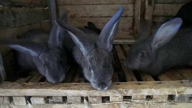 Можно ли кроликам тыкву смотреть онлайн