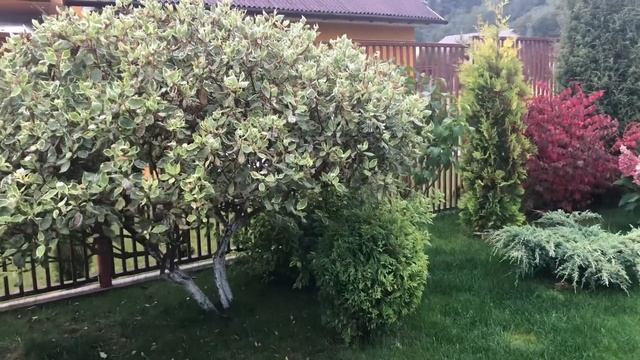 ПРОГУЛКА ПО САДУ/ МЕДВЕДКА КАК ИЗБАВИТЬСЯ?/ ЦВЕТЕНИЕ РОЗ/ БЕРЕСКЛЕТ КРЫЛАТЫЙ/ ОСЕНЬ? смотреть онлайн