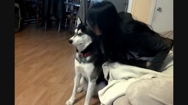 Siberian Husky has an Attitude! смотреть онлайн